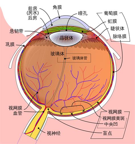 眼睛部位圖|眼睛的結構和機能